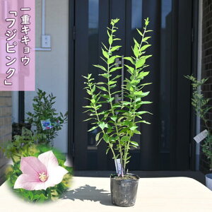 2025NNEW dLLE tWsN |bgc R쑐 j[ 