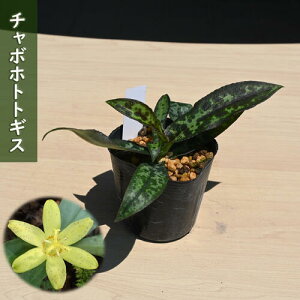 2025NNEW `{zggMX |bgc R쑐 N {mC