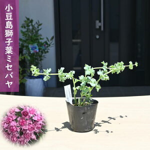 2025NNEW qt~Zo |bgc R쑐 N A