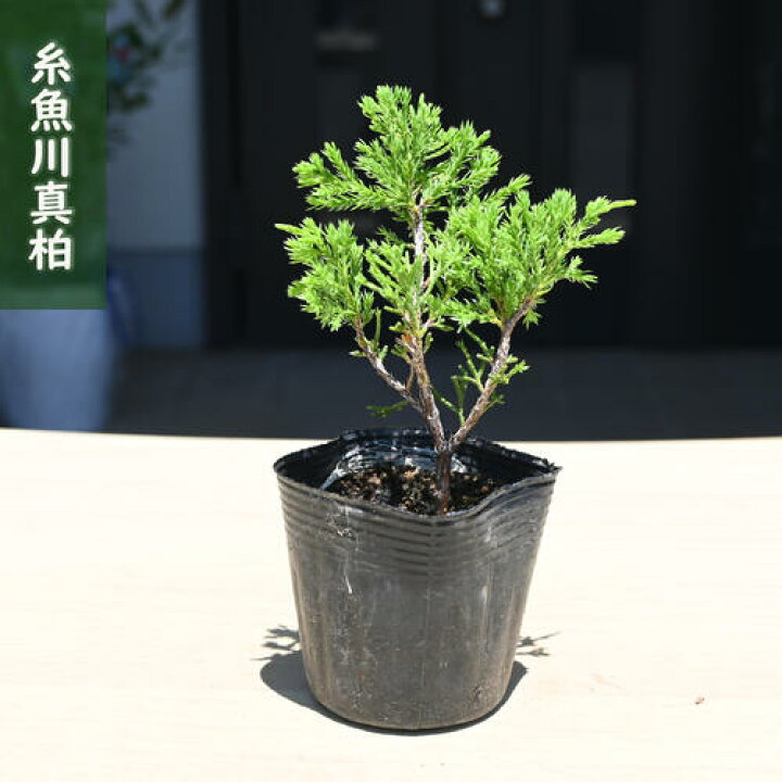 楽天市場】2025年NEW 糸魚川真柏 ポット苗 しんぱく : 園芸百貨店 