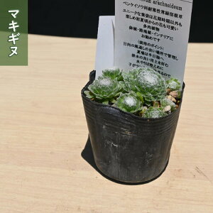 2025NNEW }LMk |bgc  N  A aNmXo_C\E