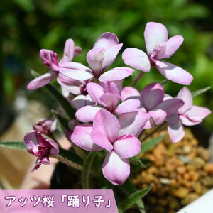 2025NNEW AbcUN xq |bgc R쑐 N Abc h A