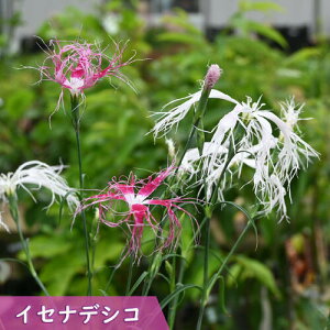 2025NNEW CZifVR |bgc N ɐq h