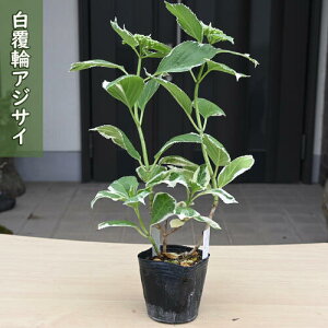 2025NNEW փAWTC |bgc z