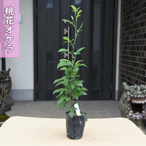 10{蔭ƂȂ܂B2025NNEW ԃIP |bgc R쑐 N Q ʖ EP JCuV