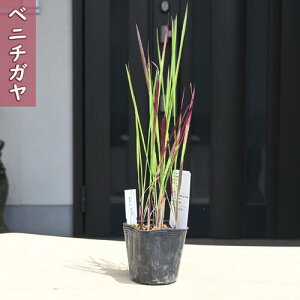 2025年NEW ベニチガヤ ポット苗 山野草 多年草 紅茅