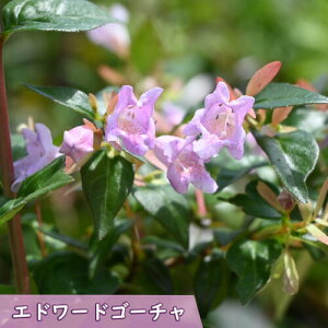 2025NNEW ԉcNolEcM Gh[hS[` |bgc AxA