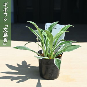 2025NNEW M{EV  |bgc R쑐 N u`ERE