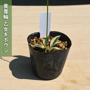 2025NNEW  M{EV |bgc R쑐 N IgM{EV