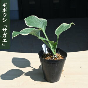 2025年NEW ギボウシ サガエ ポット苗 山野草 多年草 寒河江 シェードガーデン