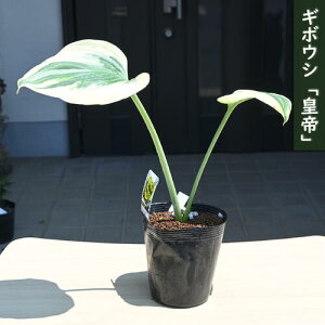 2025NNEW M{EV c |bgc R쑐 N VF[hK[f