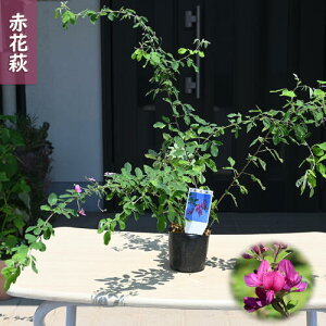 ԉԔ@|bgc@ԉ ͂AJnM H̎AJoinMc @̉ 10{ȍ~͊JԂIĂ܂