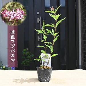 2025NNEW ZFtWoJ} |bgc R쑐 N  H̎  