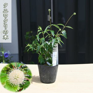 2025年NEW タニワタリの木 ポット苗 谷渡りの木 別名 人工衛星の木