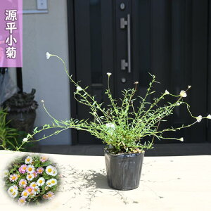 2025NNEW e |bgc N h GQ