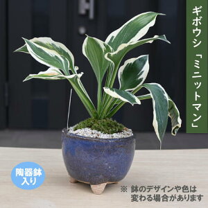2025NNEW M{EV ~jbg} 픫 R쑐 N VF[hK[f OhJo[  ωA