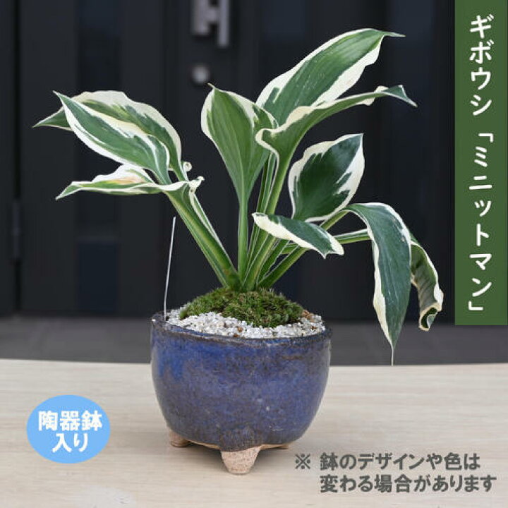 楽天市場】2026年NEW ギボウシ ミニットマン 陶器鉢入り 山野草 多年草 