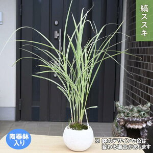 2025NNEW ȃXXL 픫 R쑐 N ܂ Ȕ  a K[f z^K[f