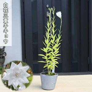 2025NNEW ԎOdLLE |bgc R쑐 N h Jpj