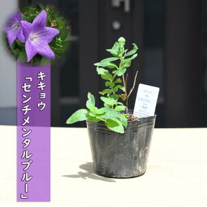 2025NNEW LLE Z`^u[ |bgc R쑐 j[