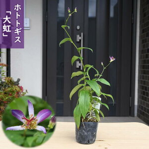 2025NNEW zggMX c  R쑐 ɂ N