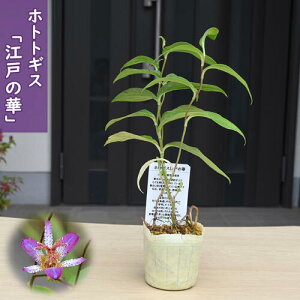 2025NNEW zggMX c ]˂̉ R쑐 ǂ̂͂ N