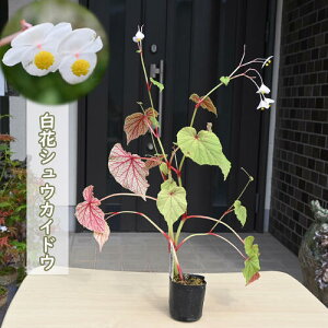 2025NNEW ԃVEJChE |bgc HC R쑐 N A