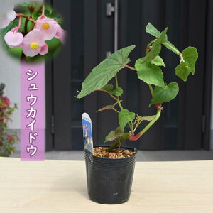 2025NNEW VEJChE |bgc HC R쑐 N A