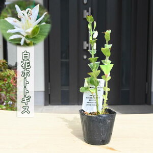 2025NNEW ԃzggMX |bgc R쑐 N