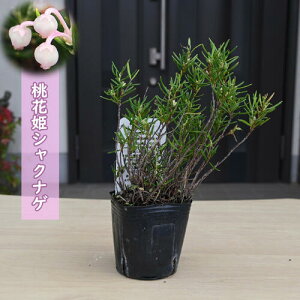 2025NNEW ԕPVNiQ c PΓ qVNiQ |bgc R쑐