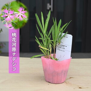 2025�NNEW �͌��i�f�V�R ���� �|�b�g�c �R�쑐 ���N�� �͌����q �ʖ��u��܂ƂȂł����v