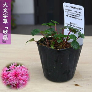 2025NNEW 啶 H |bgc ALIEM _CW\E R쑐 h