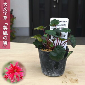 2025NNEW 啶 ̕ |bgc тӂ̂܂ _CW\E R쑐 h