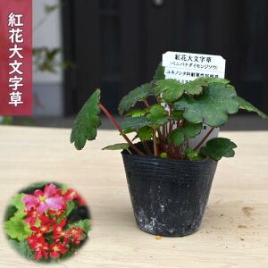 2025NNEW gԑ啶 |bgc cׂɂ΂ _CW\E R쑐 h