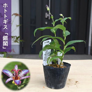 2025NNEW zggMX t |bgc 񂩂 R쑐 N