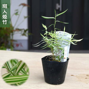 2025NNEW P| |bgc N R쑐