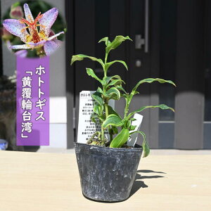 2025NNEW zggMX ֑p |bgc R쑐 N