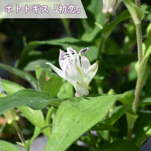 2025NNEW zggMX  |bgc R쑐 N