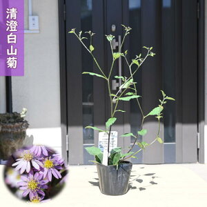 2025NNEW Re |bgc R쑐 N LX~V}MN e