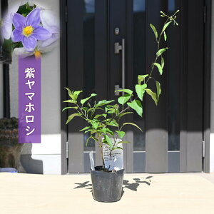 2025NNEW }zV |bgc R쑐 N Rp cniiX@ԉ֎q ʖ \iEWX~mfX