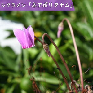 2025NNEW VN lA|^i |bgc VN H炫 ʖ wftHE