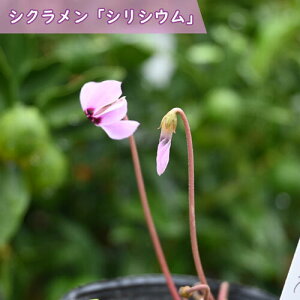 2025NNEW VN VVE |bgc VN H炫