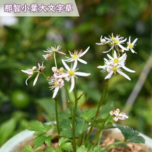 2025NNEW ߒqt啶 |bgc Ȃ΂񂶂 _CW\E R쑐 h