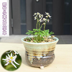 2025NNEW ߒqt啶 A ~ Ȃ΂񂶂 _CW\E R쑐 h