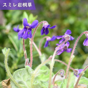 2025年NEW 菫岩桐草 ポット苗 スミレイワギリソウ 多年草 山野草