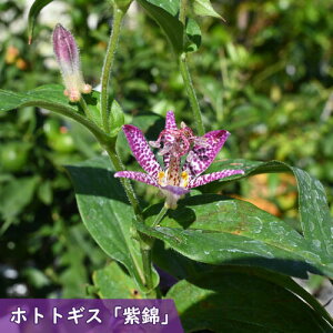 2025NNEW zggMX  |bgc  R쑐 N