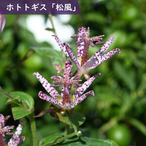 2025NNEW zggMX  |bgc R쑐 ܂ N