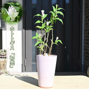 2025NNEW zggMX  A R쑐 N