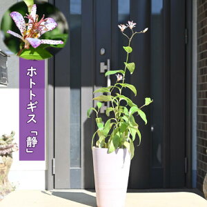 2025年NEW ホトトギス 静 鉢植え しずか 山野草 多年草