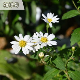 箱根菊 ポット苗 ミヤマコンギク 多年草 野菊